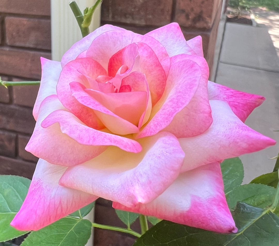 close up of a large pink rose bloom