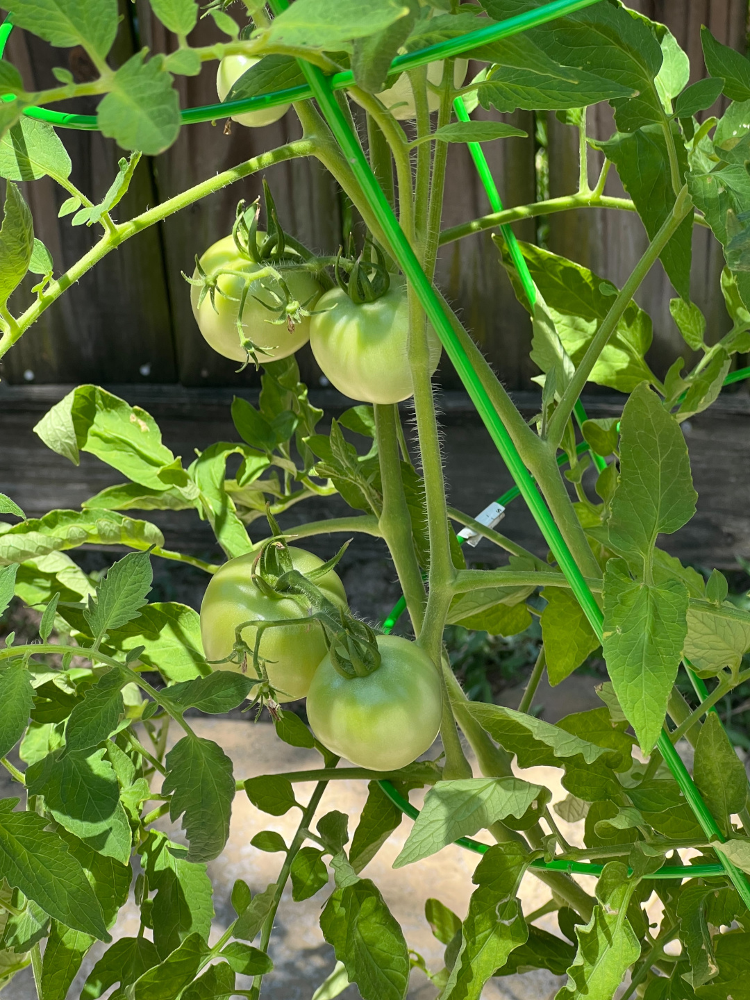 close up of tomatoes ripening on the plant