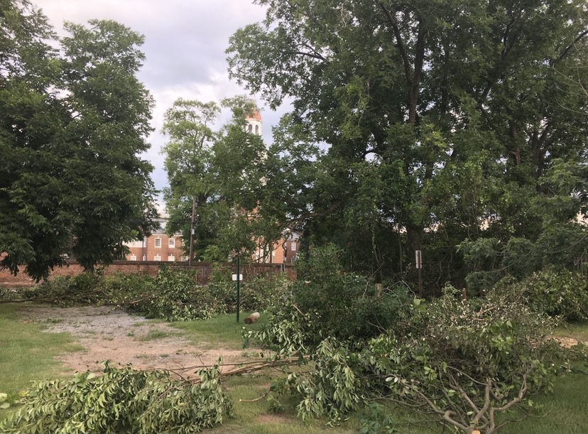 starting to clear out lot for new garden