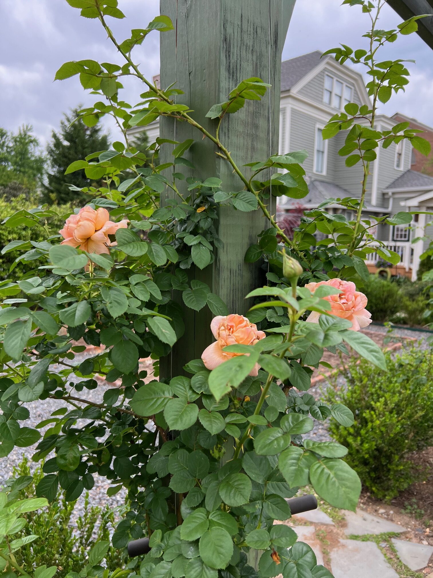 peach colored roses climbing up a post