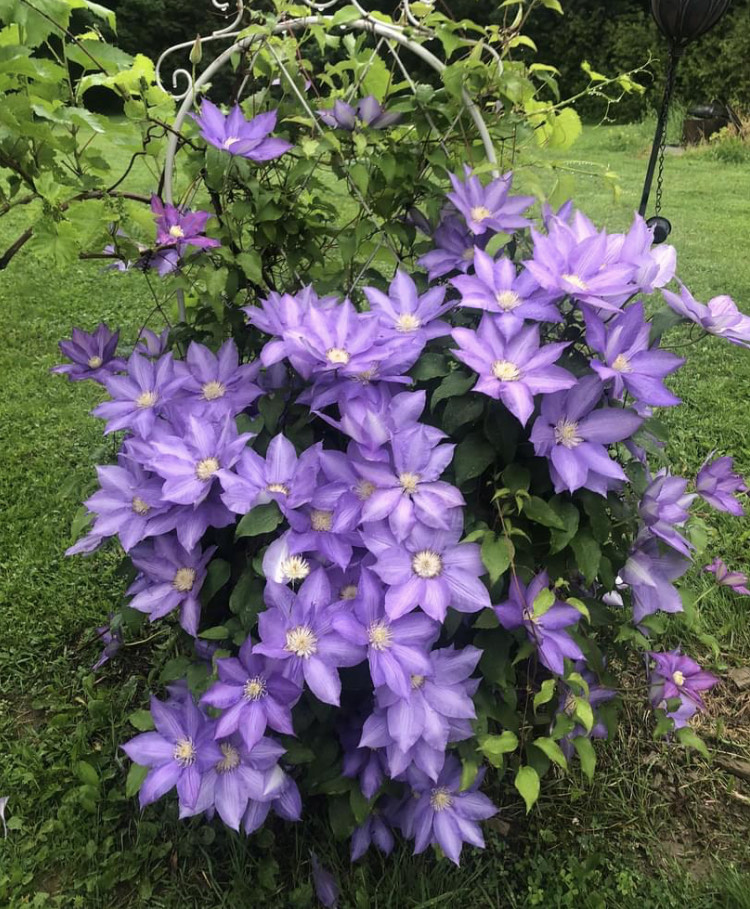 clematis plant covered in light purple flowers