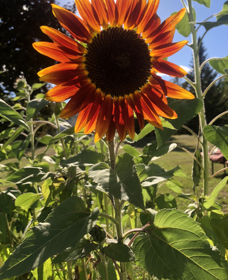 close up of orange sunflower