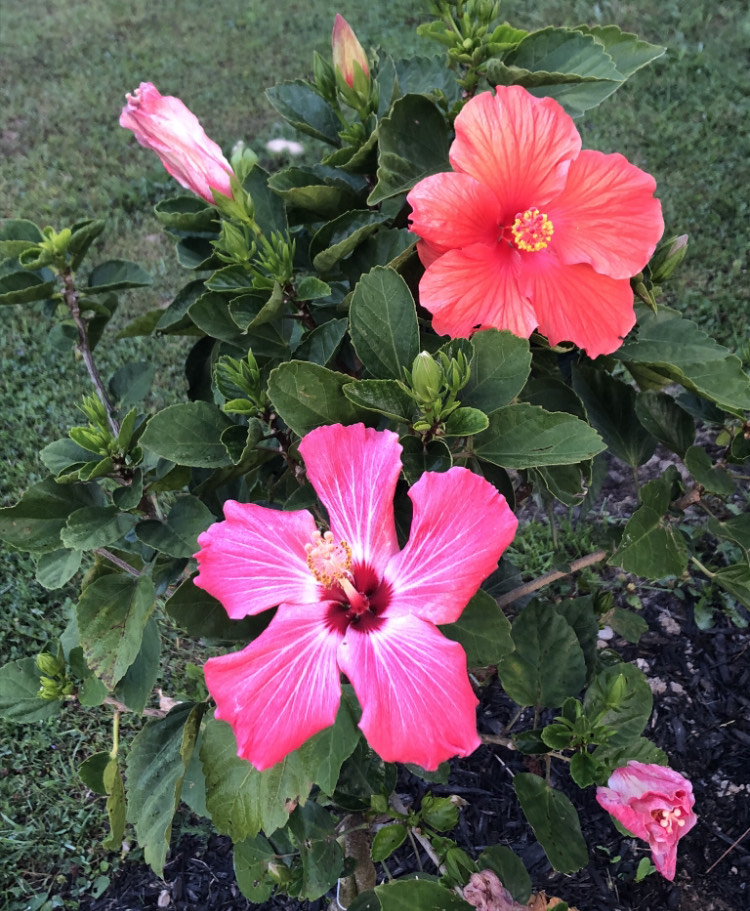 close up of hot pink hibiscus flowers