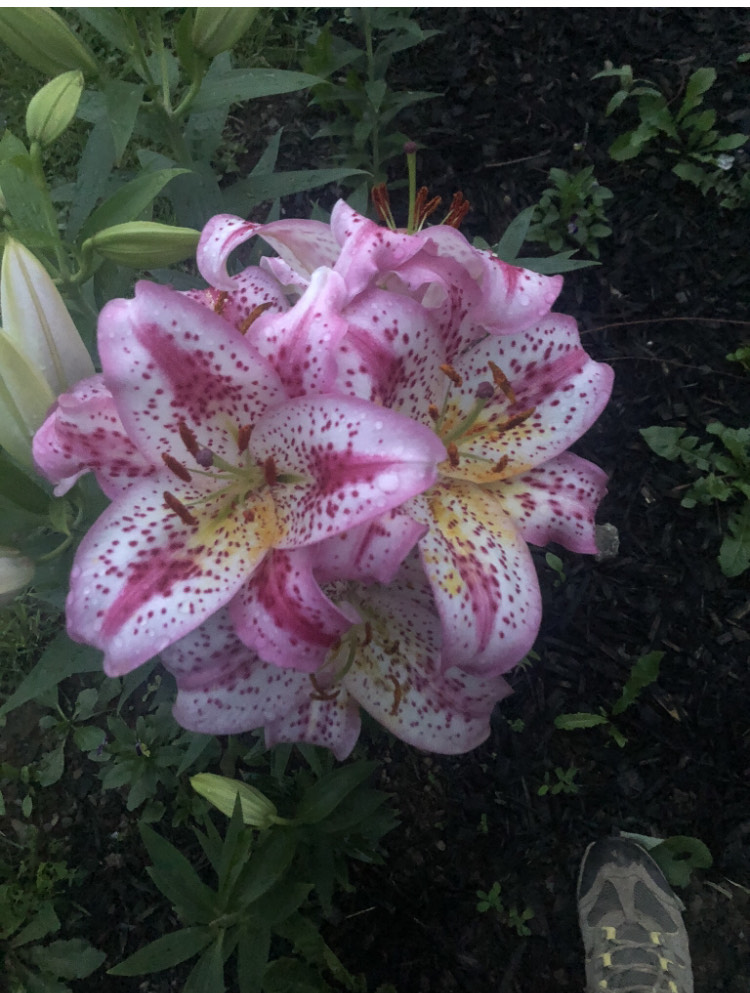 close up of pink and white speckled lilies