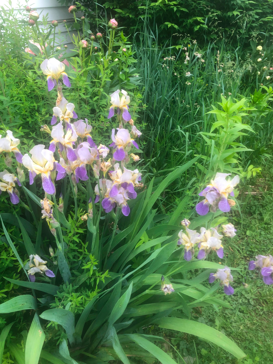 purple and white irises