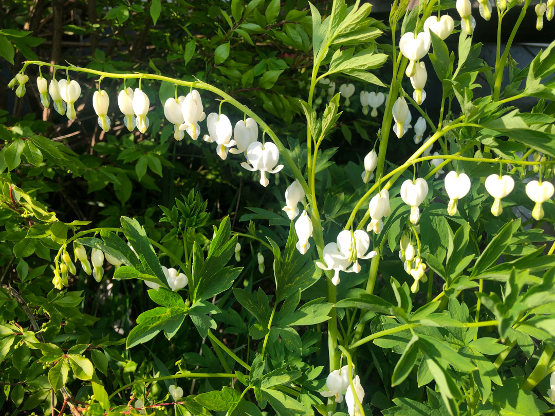 close up of white bleeding heart