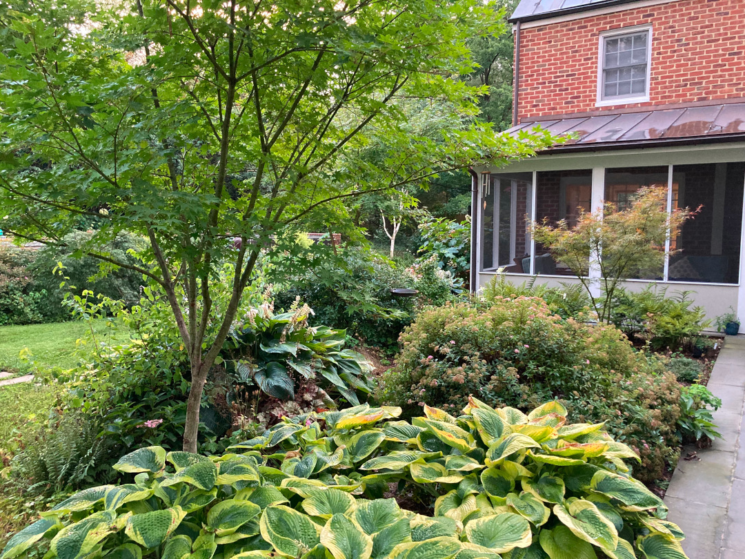 garden bed with small tree and large variegated hostas