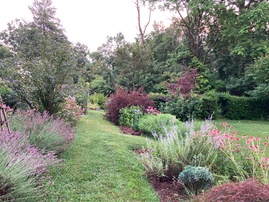 grass garden path with lavenders and other flowers