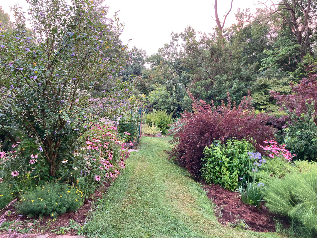 more shrubs and perennials in the garden