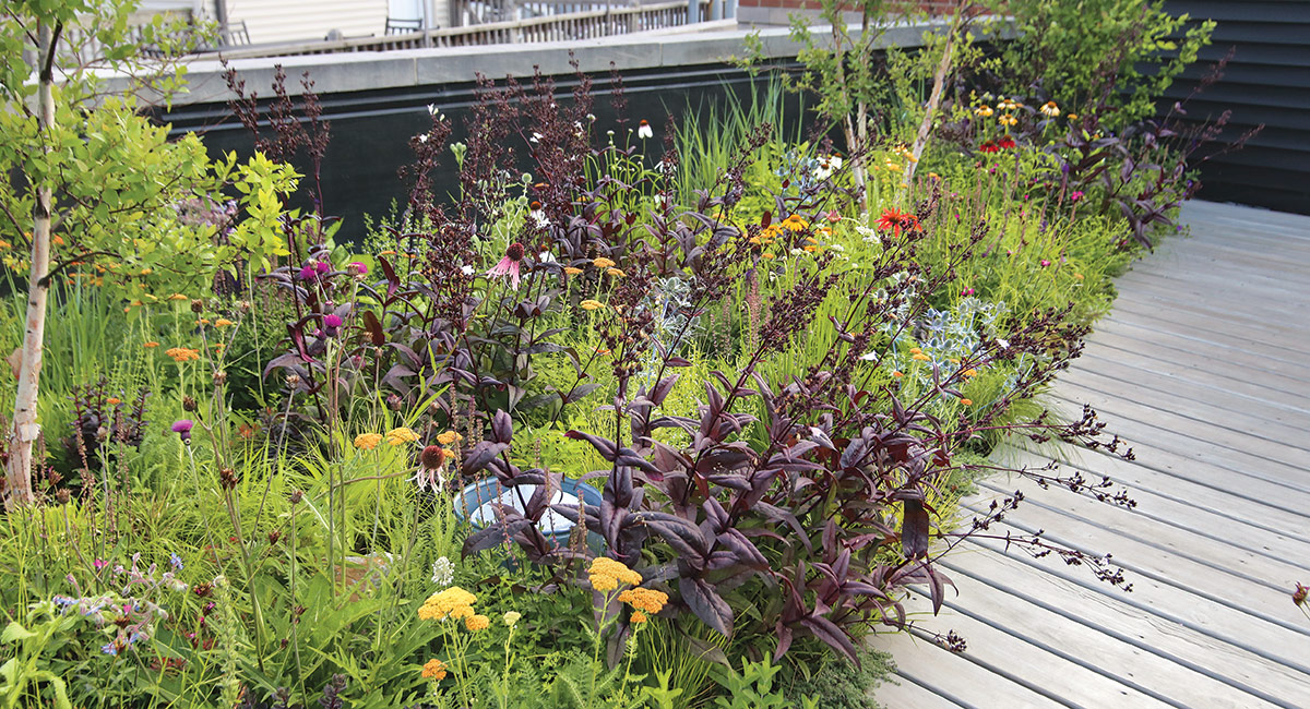 Larga cama de jardín con plantas tolerantes a la sequía en el techo