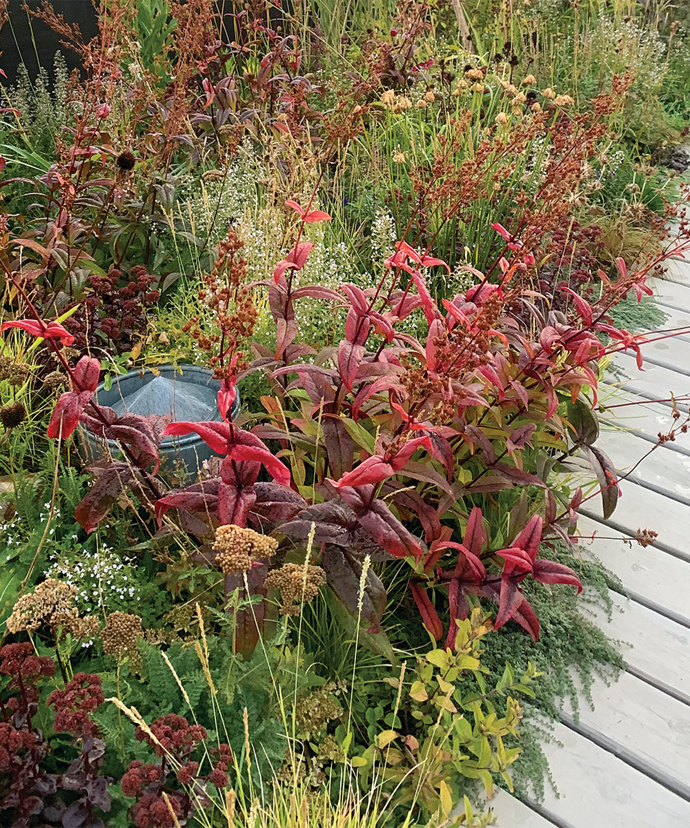 Cama de jardín en la azotea en otoño con plantas en colores de otoño