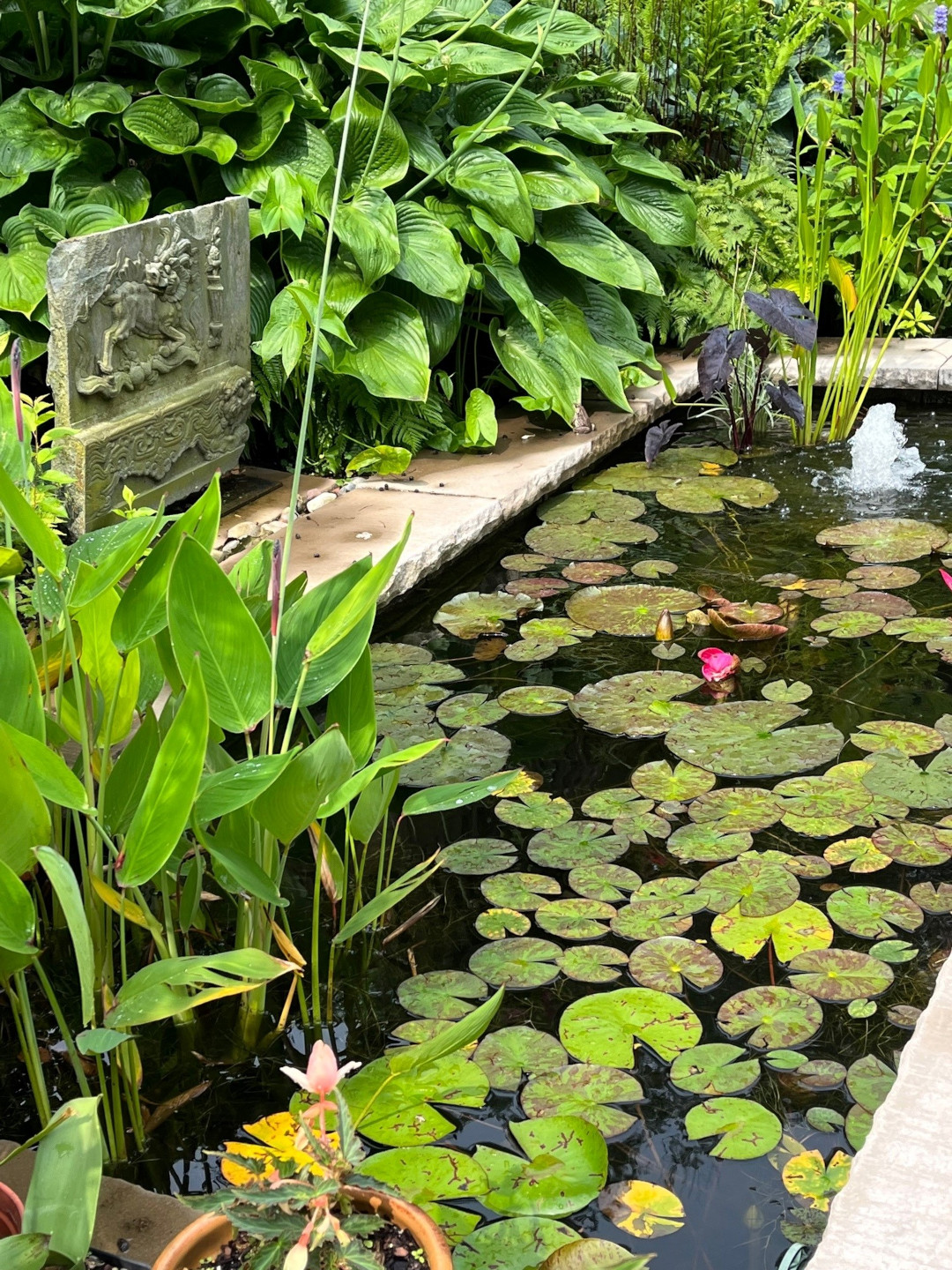 close up of water feature with lily pads and other plants growing inside