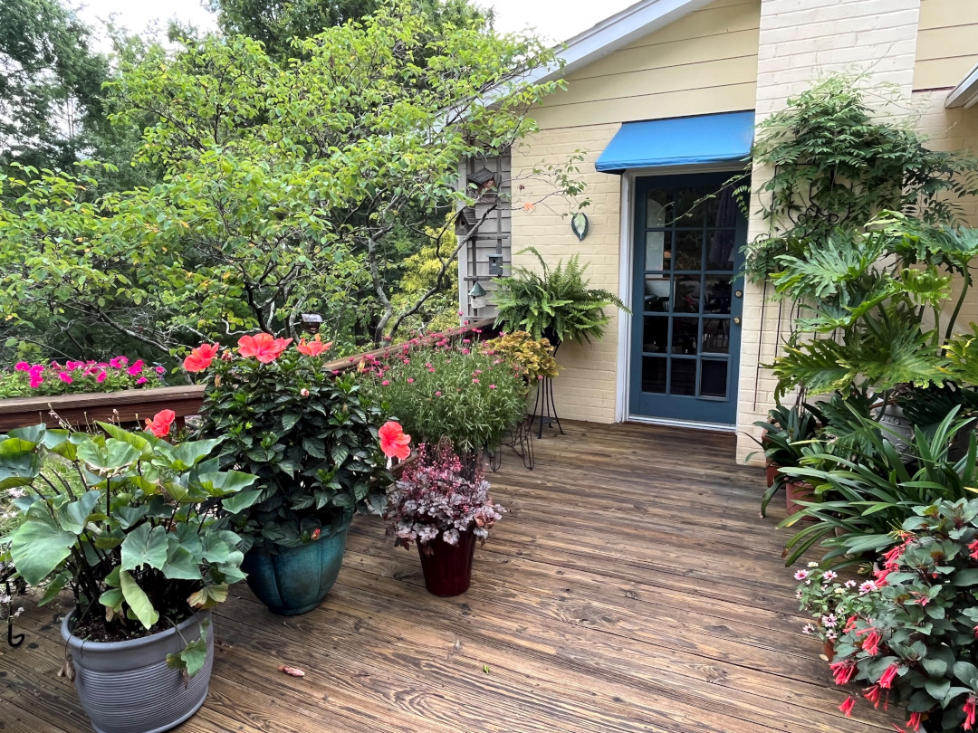 deck covered in containers with tropical plants