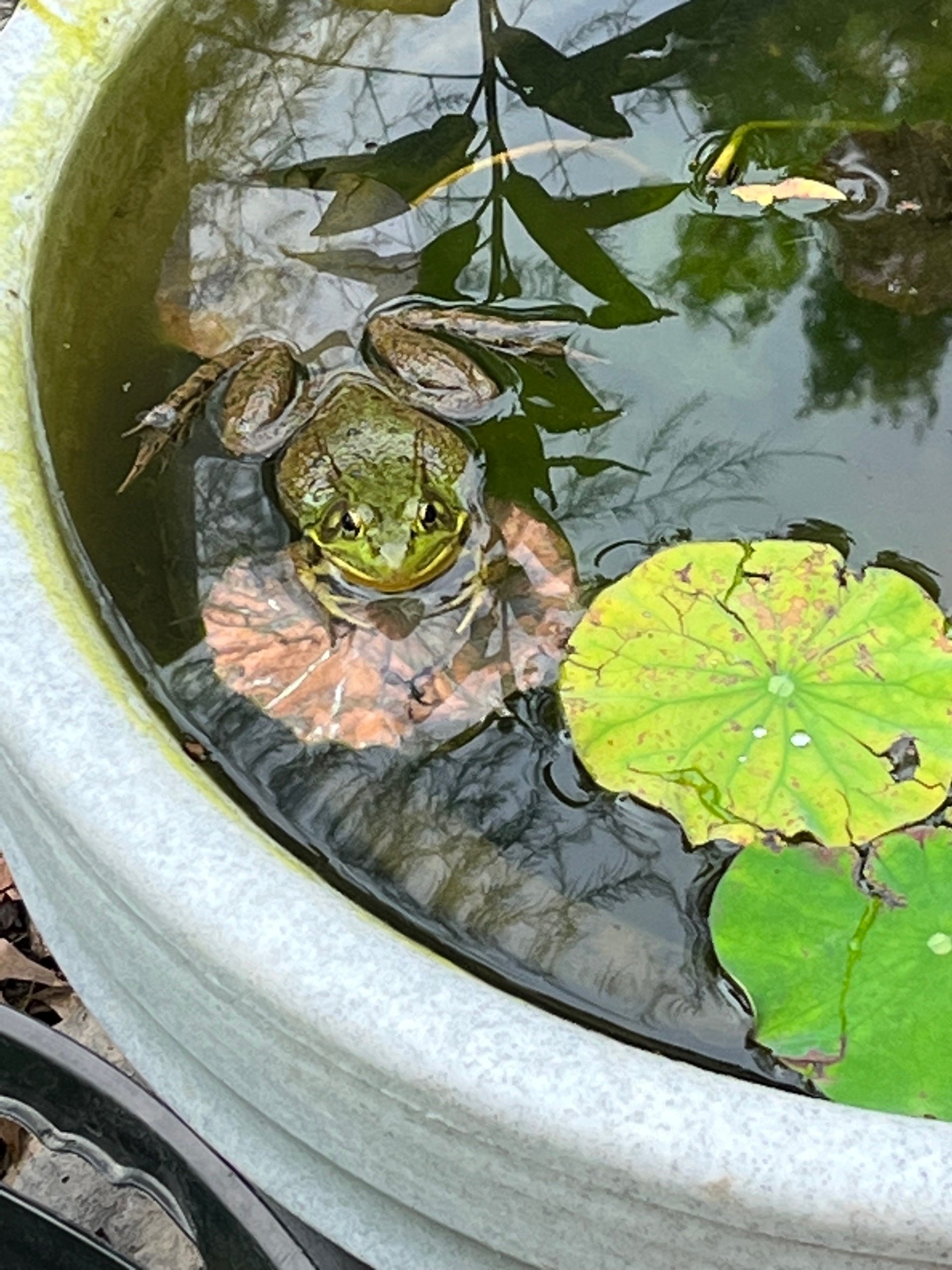 close up of a frog in a pot filled with water