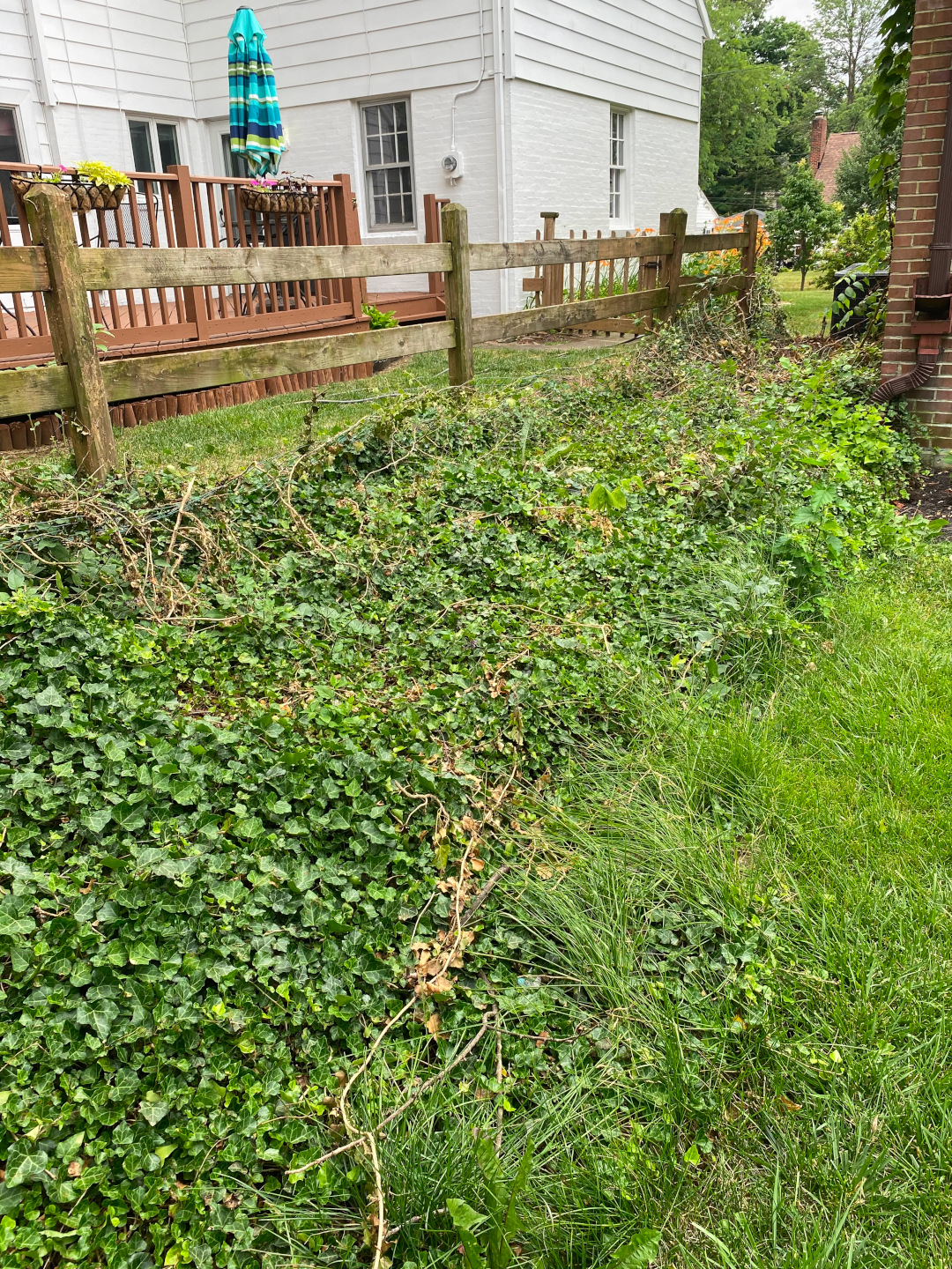 large ivy plant taking over garden