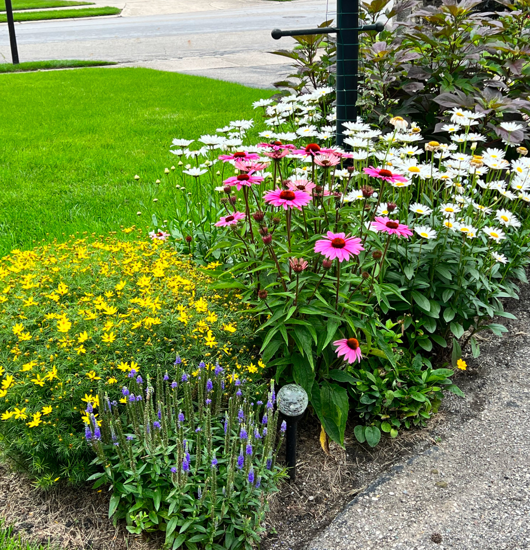 pink, white, yellow and purple flowers beside a path