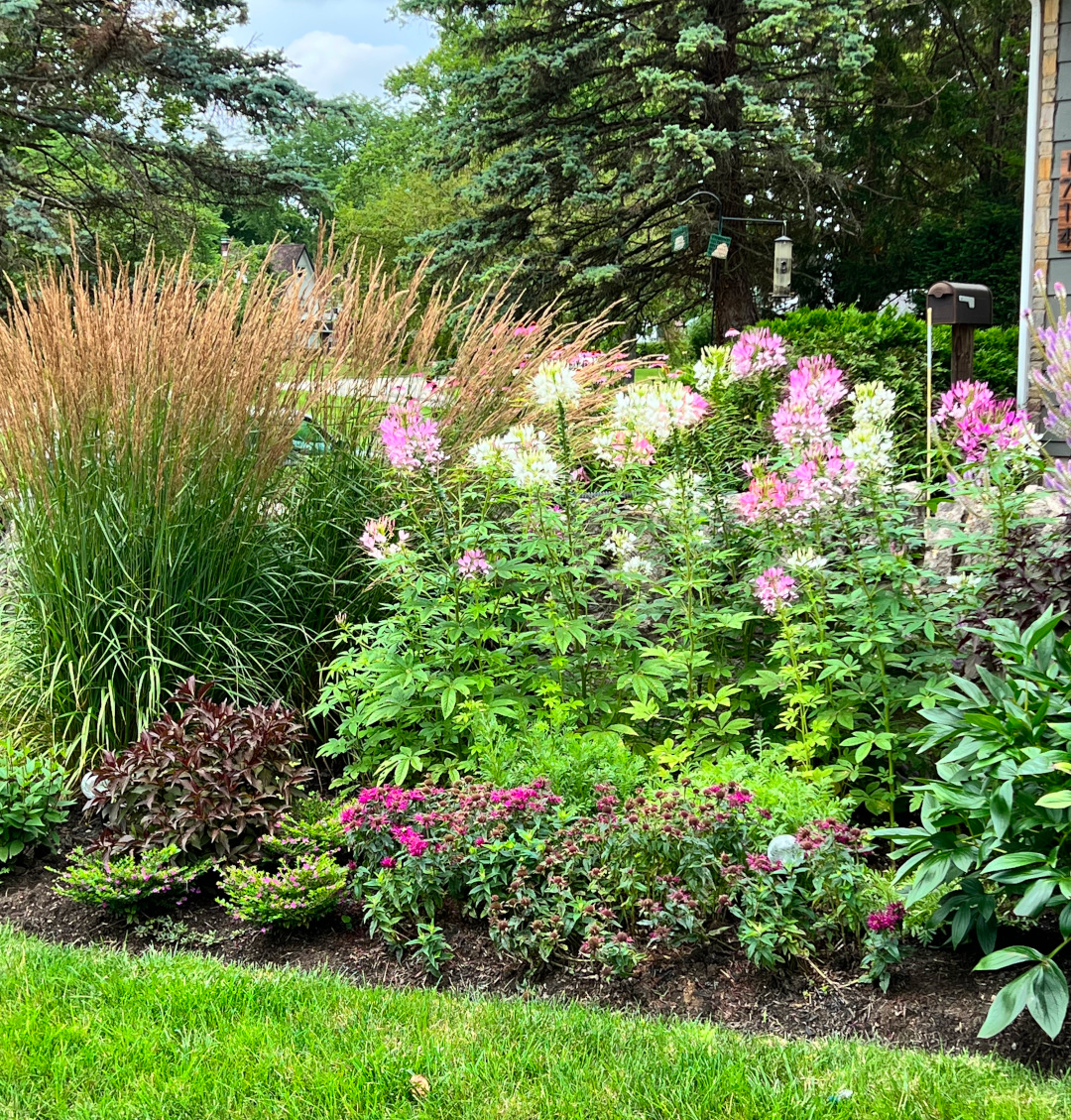 close up of garden bed with ornamental grass and pink flowers