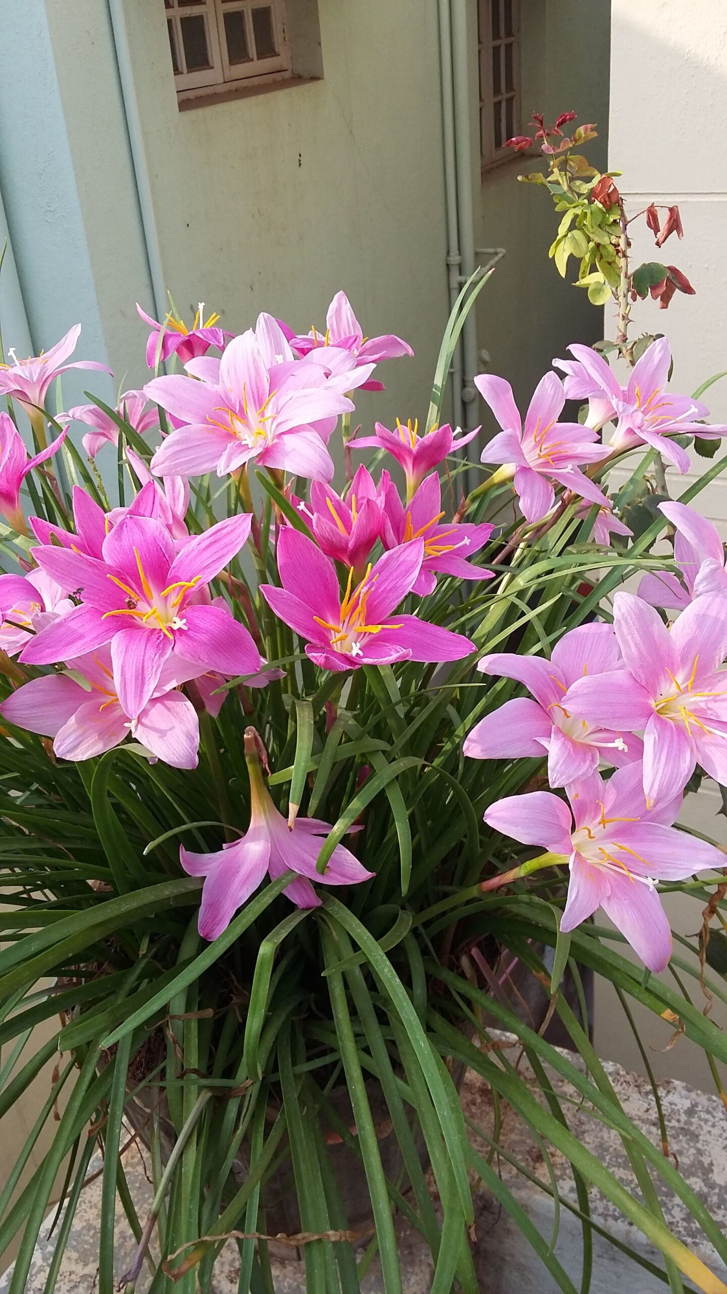 close up of bright pink rain lilies in a container