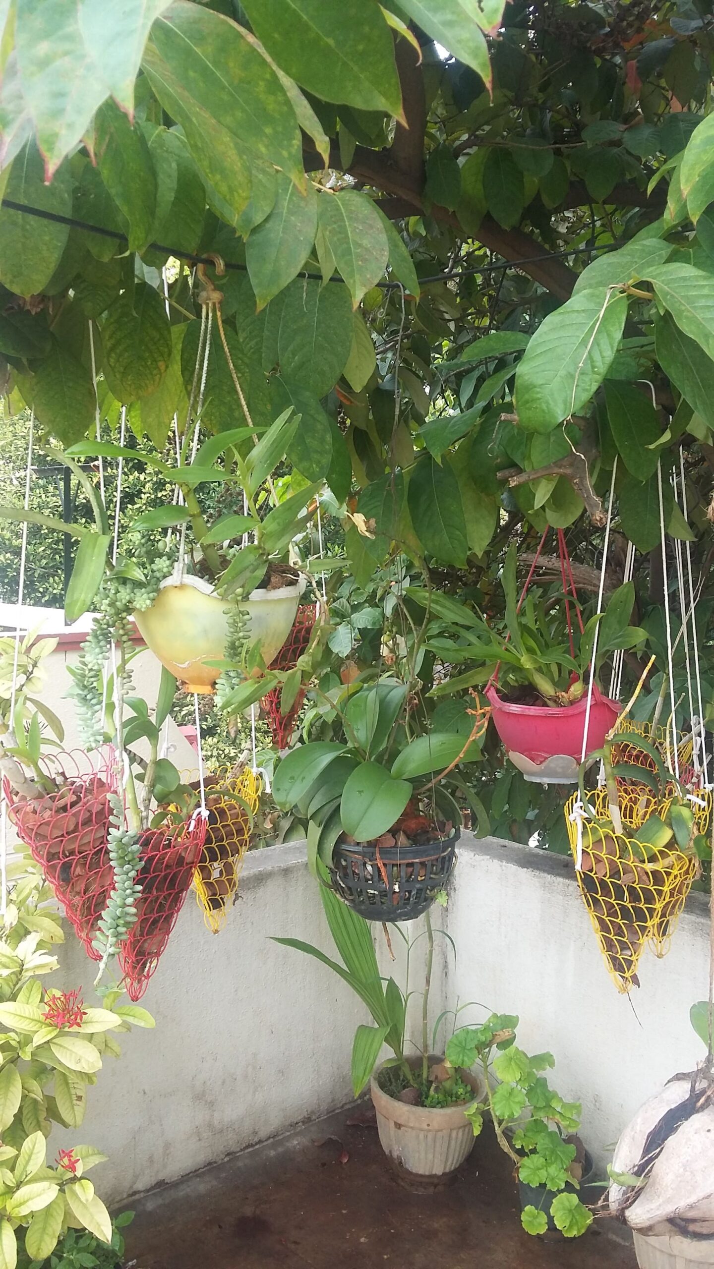 close up of various orchids in hanging baskets under a tree