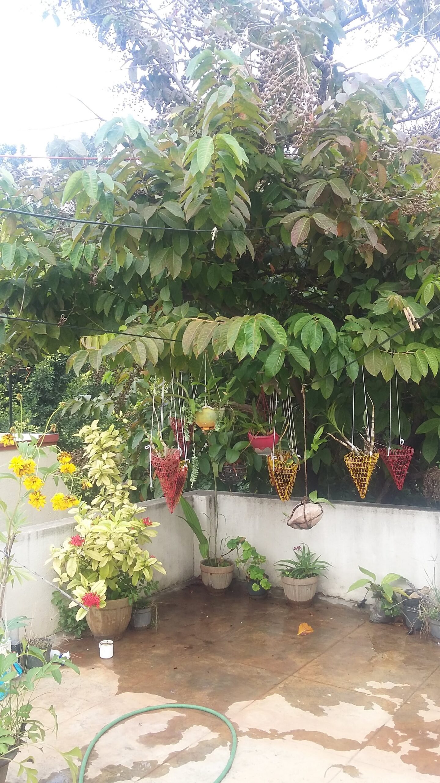 wider view of terrace garden and hanging baskets