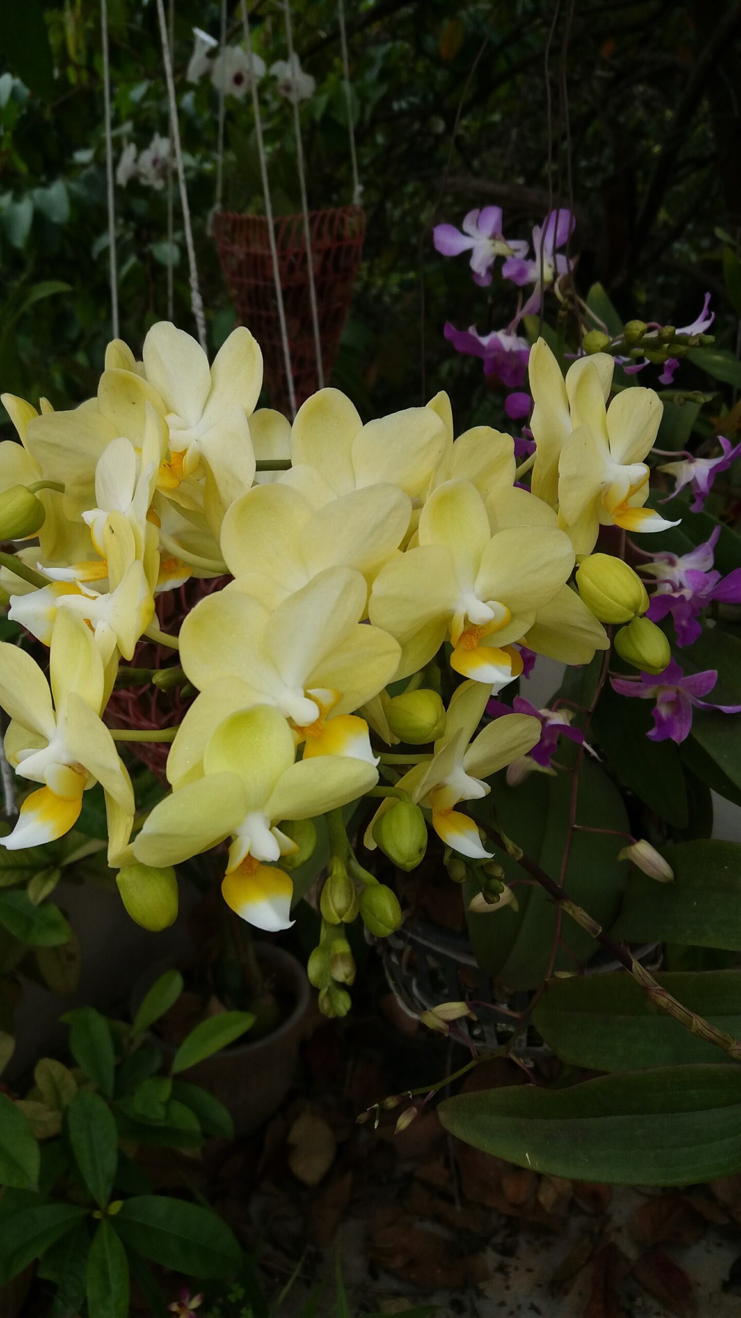 close up of soft yellow orchid flowers