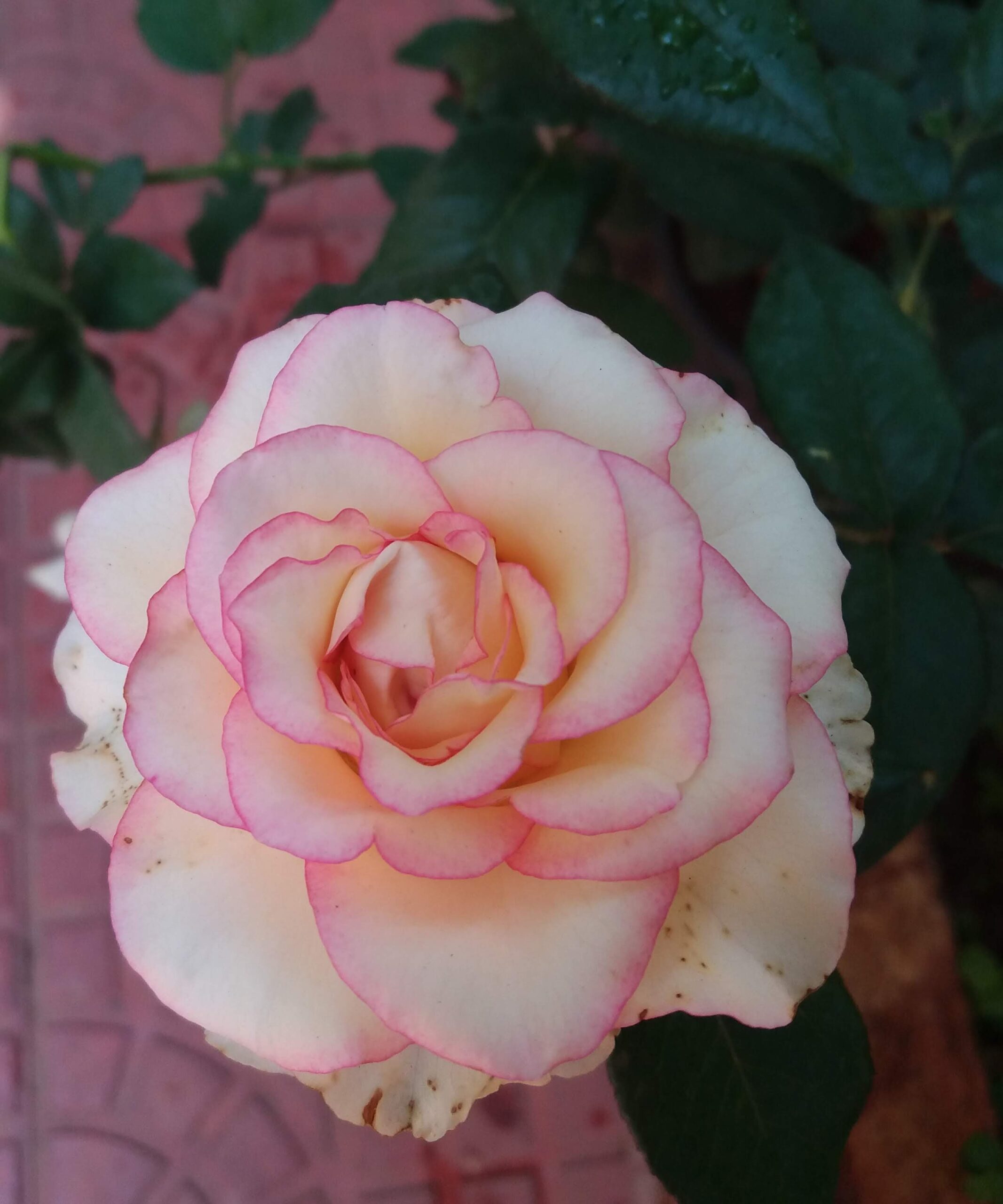 close up of cream colored rose with pink of edges of petals