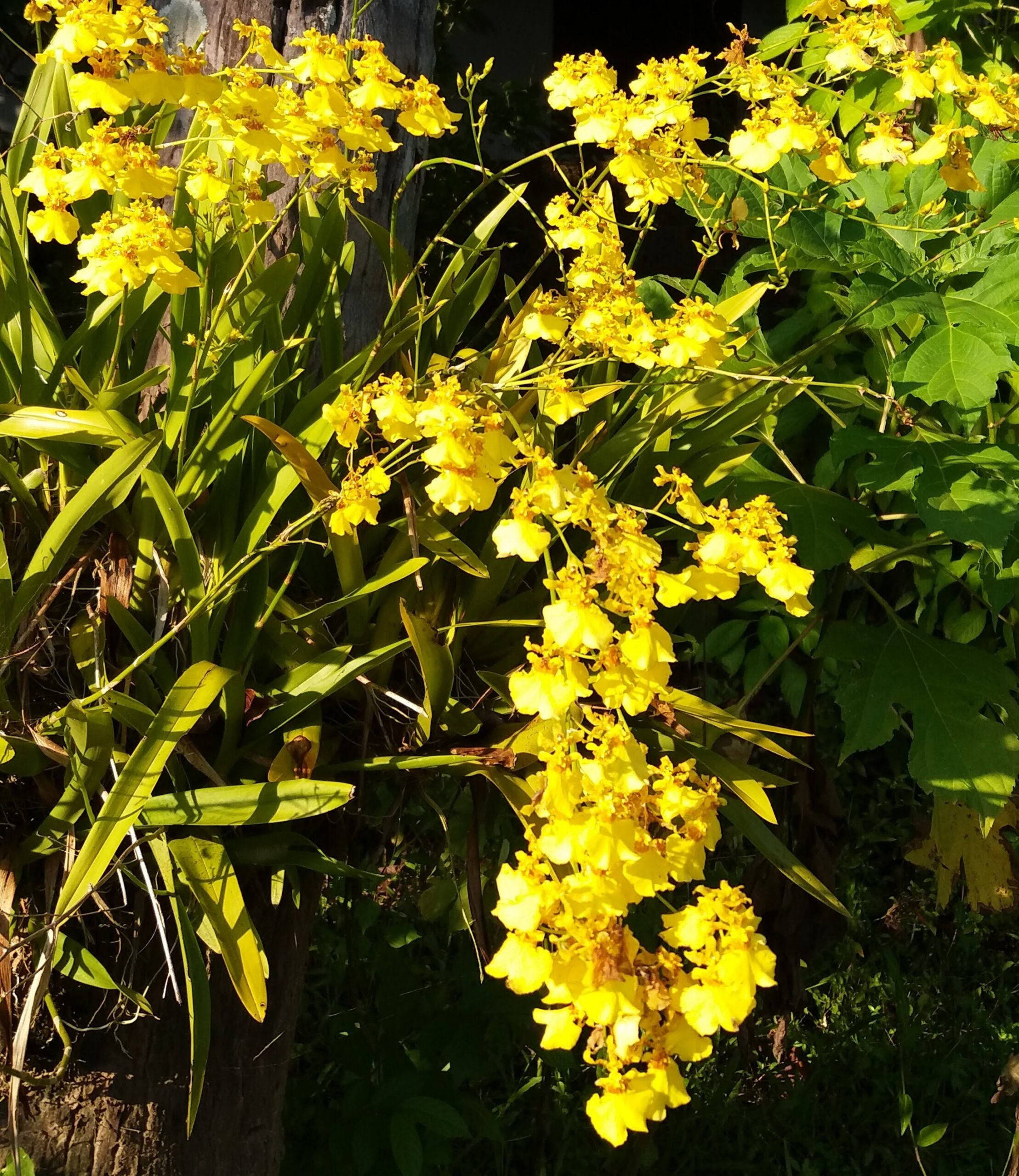 close up of bright yellow orchid with lots of blooms