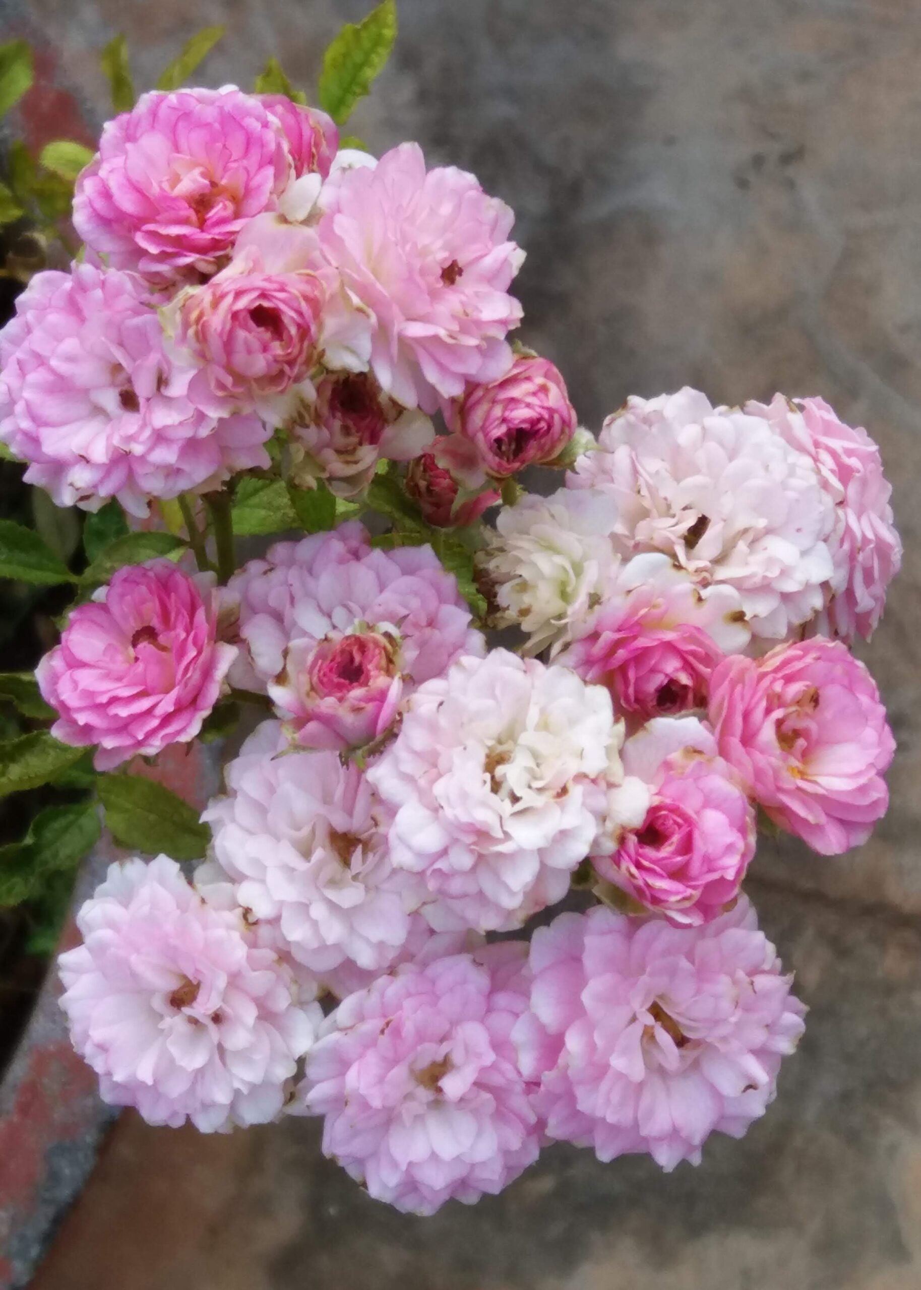 close up of cluster of pink roses