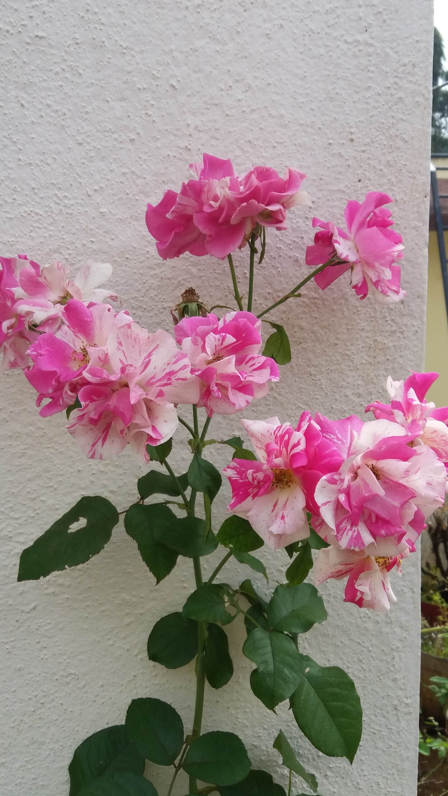 close up of roses with pink and white speckled and striped flowers