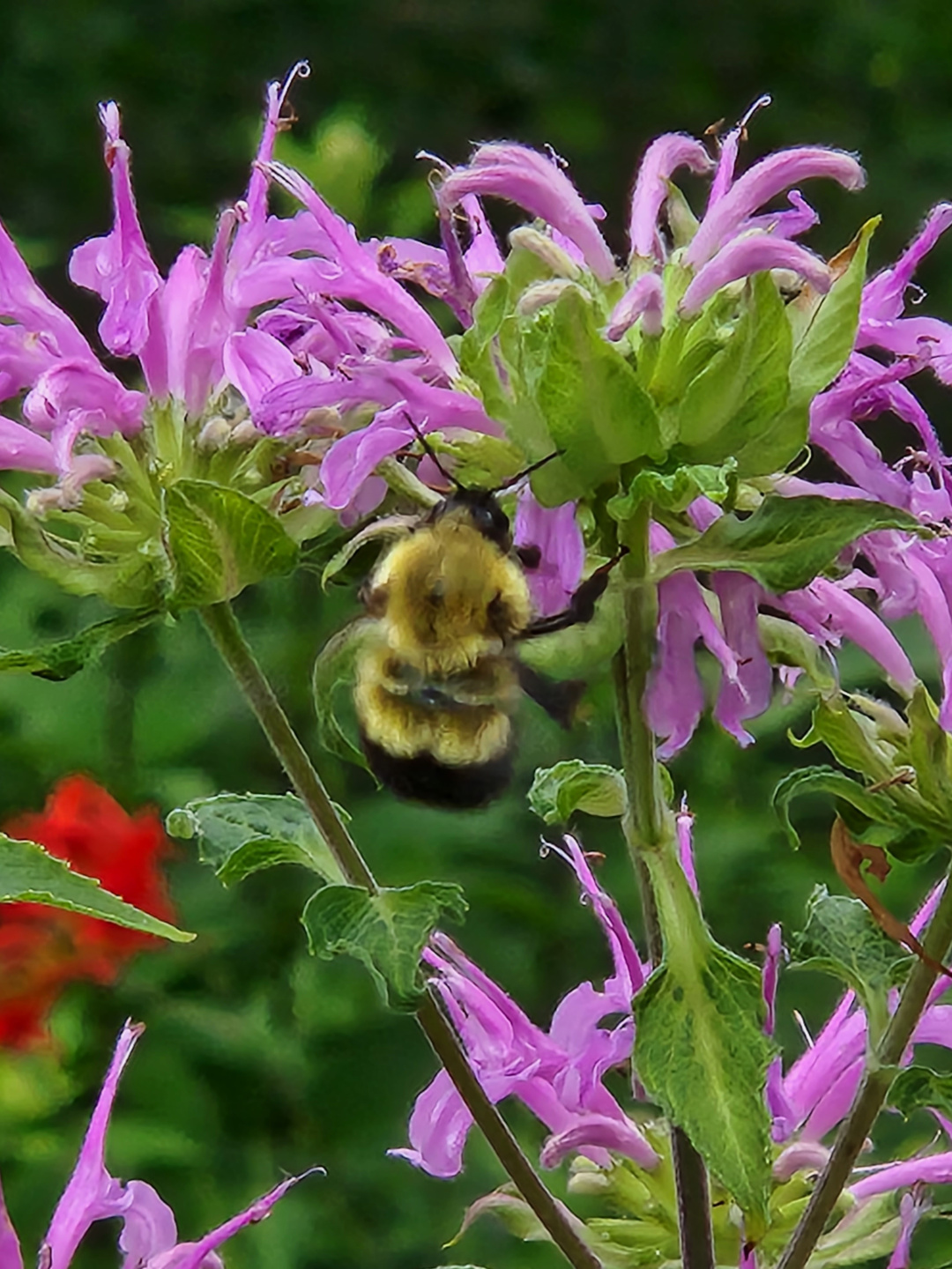 close up of a bee on pink Monarda flower