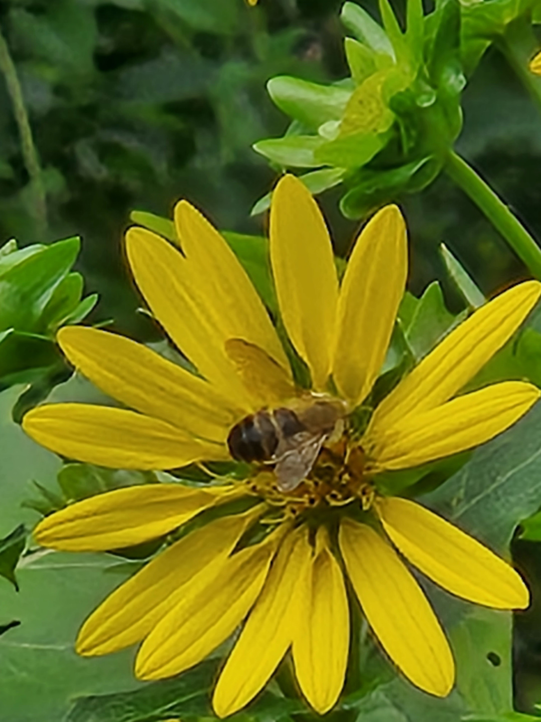 close up of a fly that looks like a bee on a yellow flower