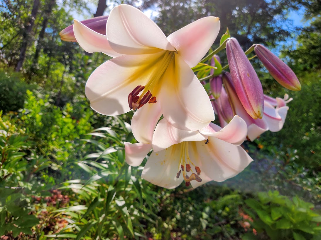 close up of light pink lilies