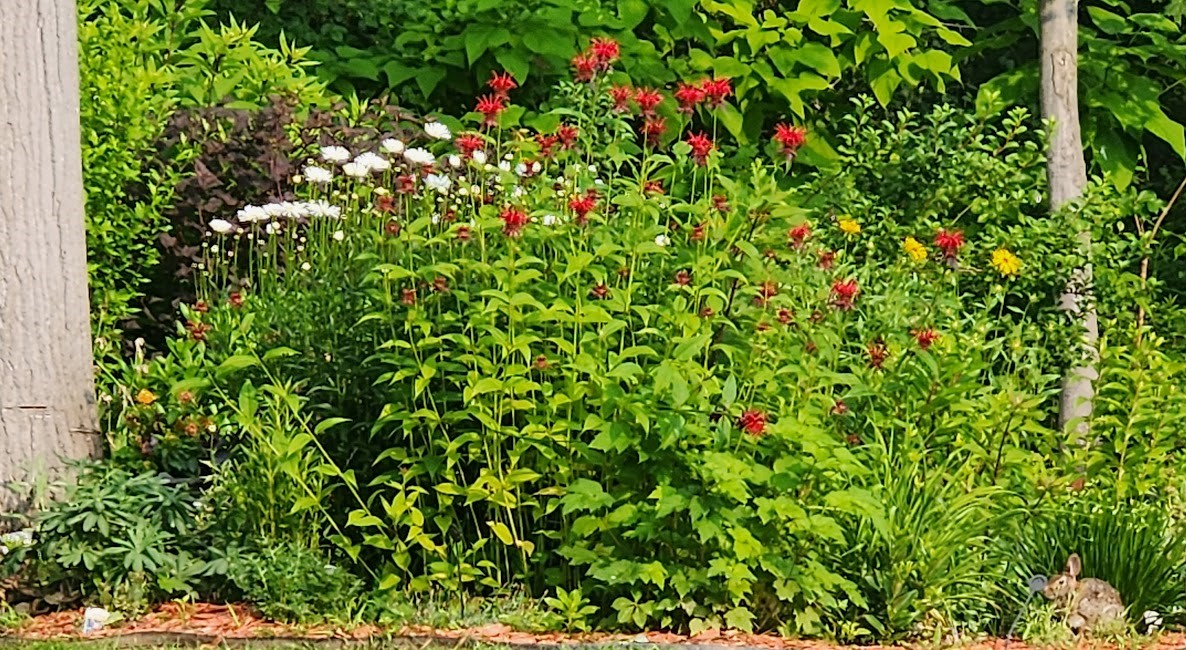 densely planted garden bed with red bee balm and a rabbit in the corner