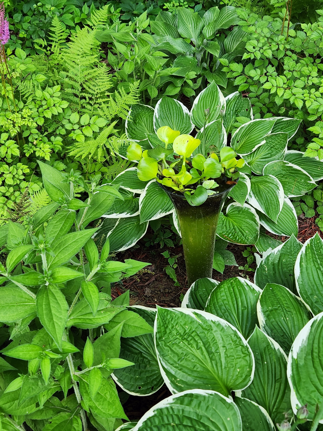 hostas and other foliage plants around a small water feature