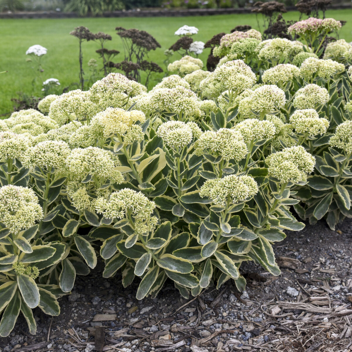 'Frosted Fire' sedum (Credit: Walters Gardens, Inc.)