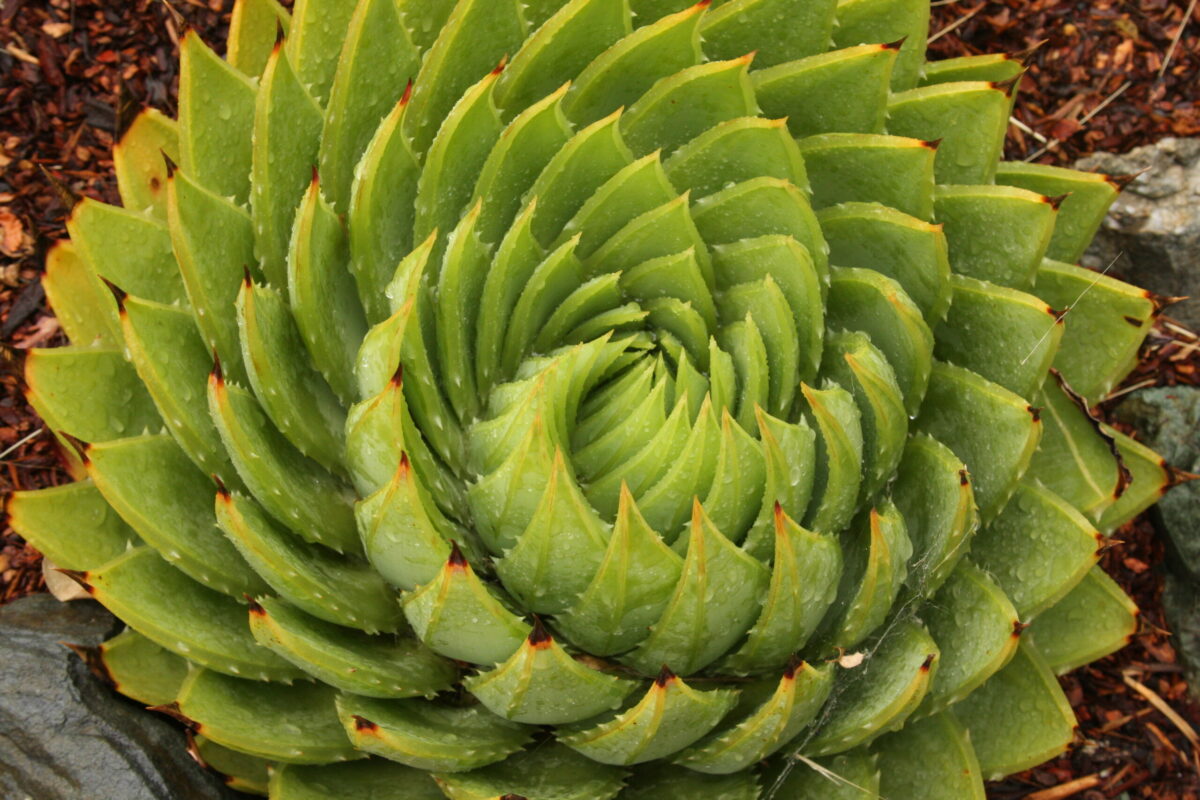 Spiral aloe 