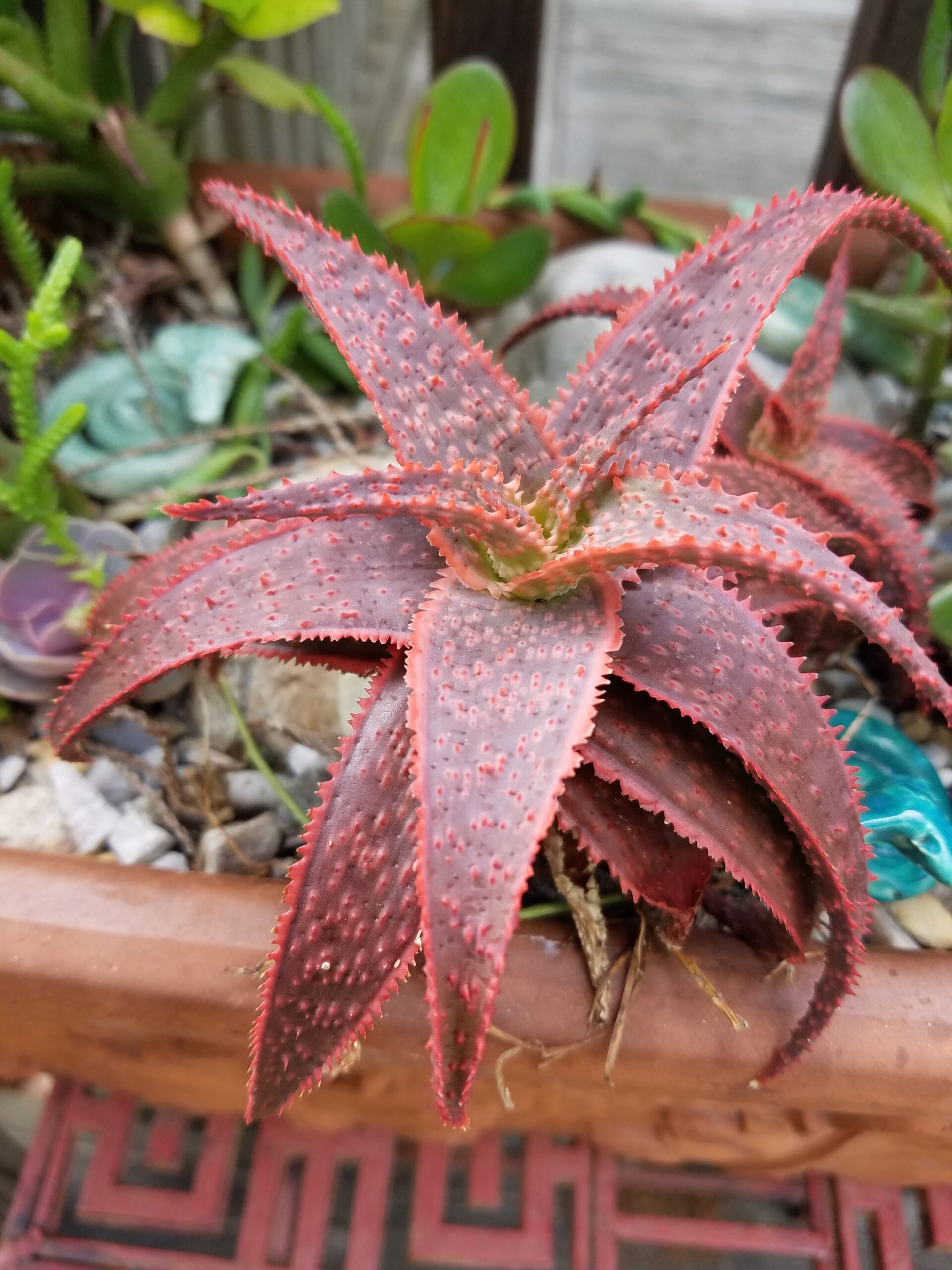 ‘Christmas Carol’ aloe