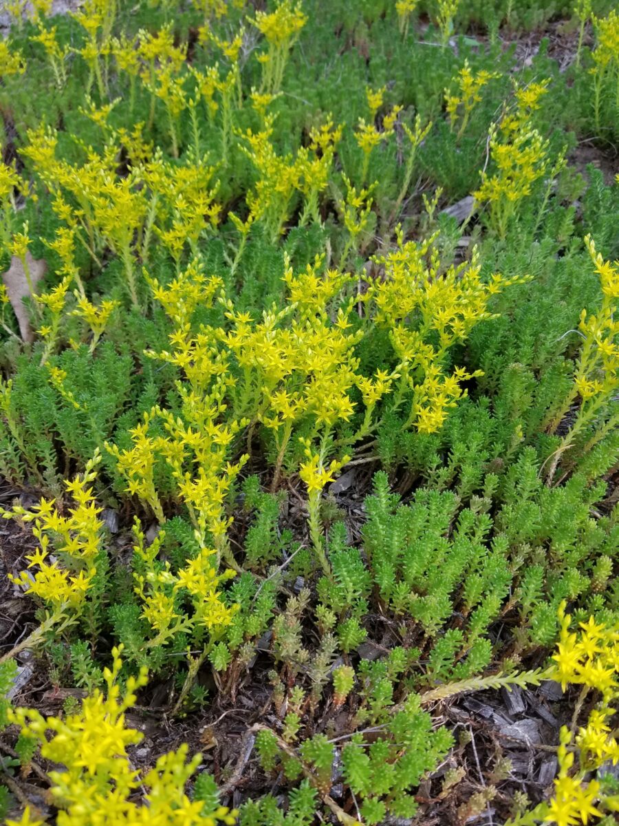 Gold moss sedum