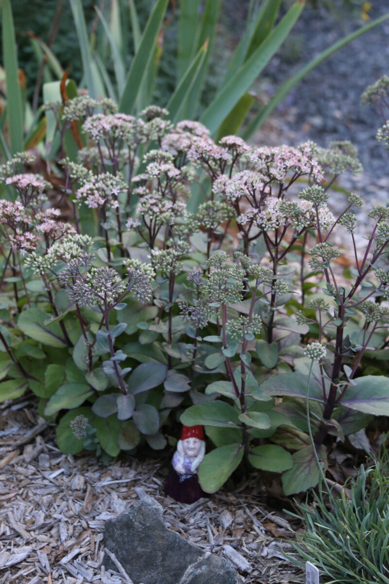 Sedum 'Matrona'