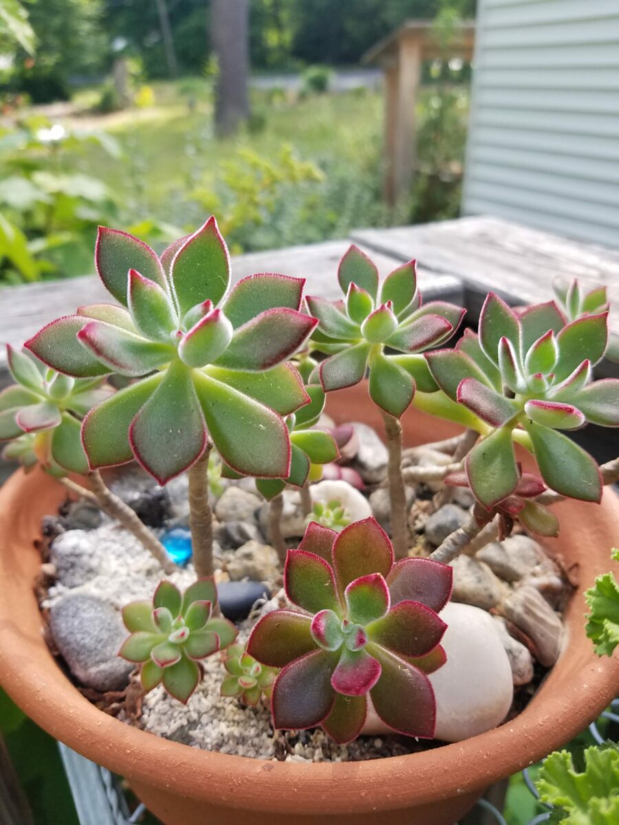 ‘Red Velvet’ plush plant