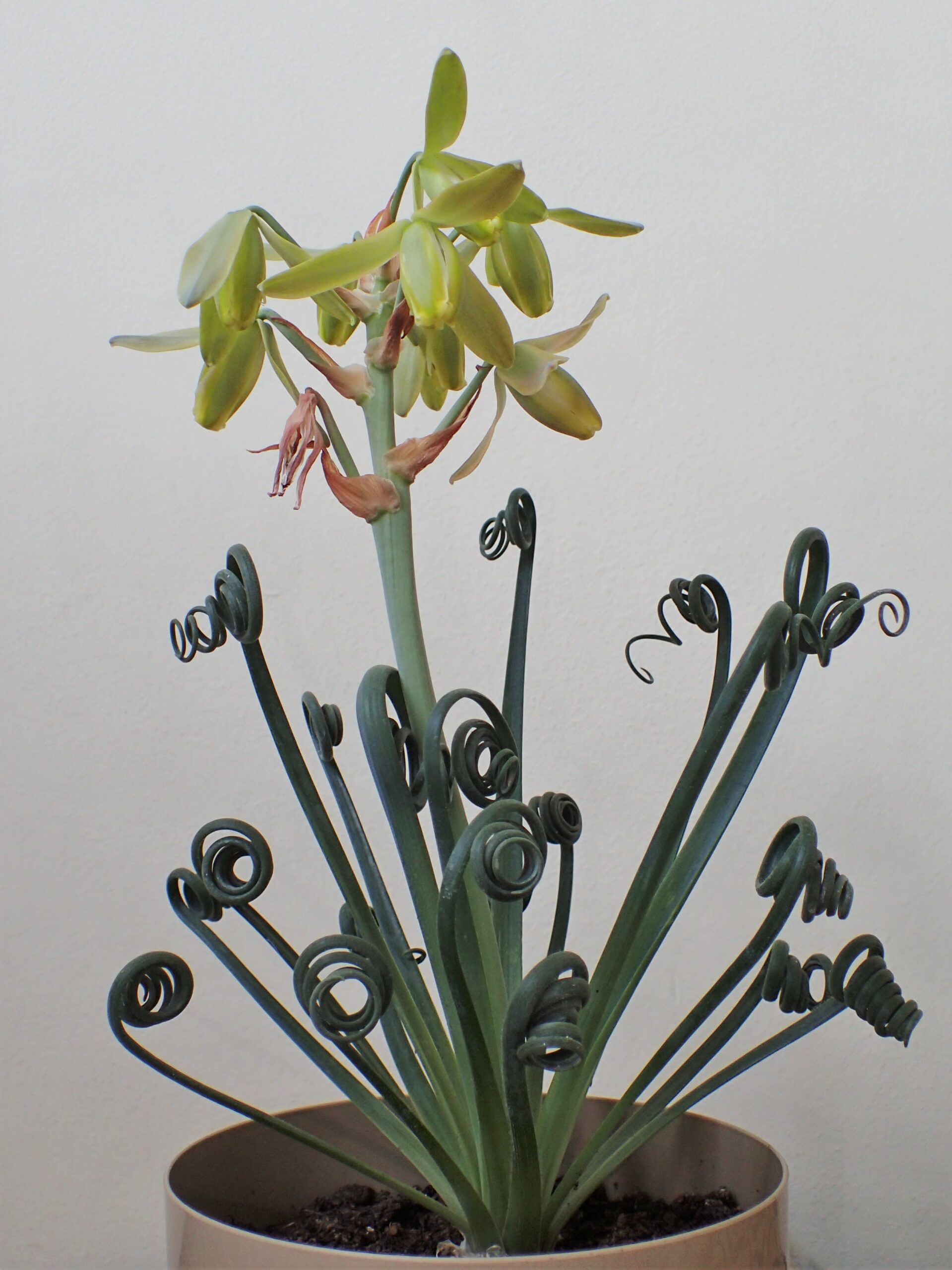 ‘Frizzle Sizzle’ albuca (credit: Krzysztof Ziarnek, Kenraiz, via Wikimedia Commons)