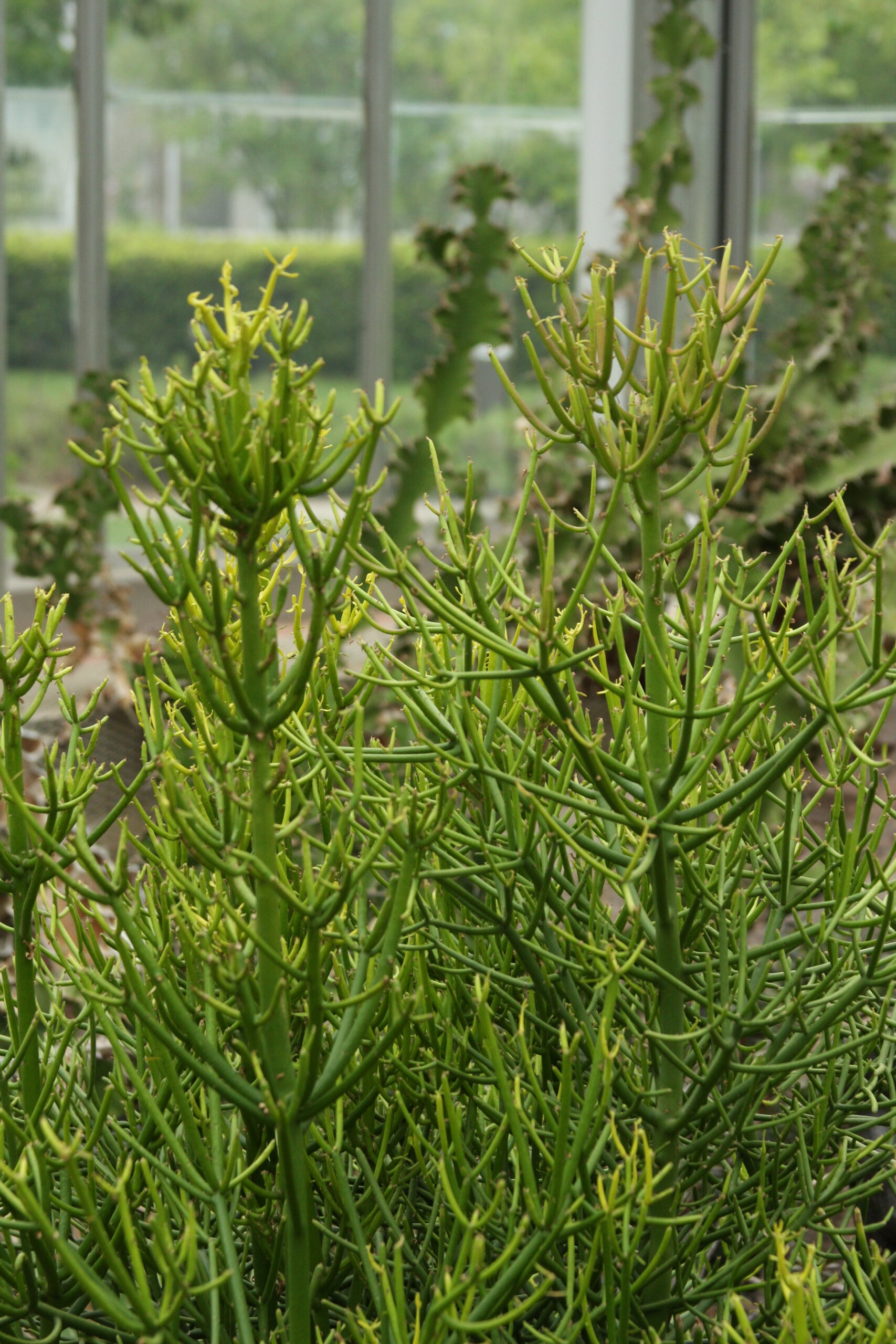 Pencil cactus (Euphorbia tirucali, Zones 10-12)