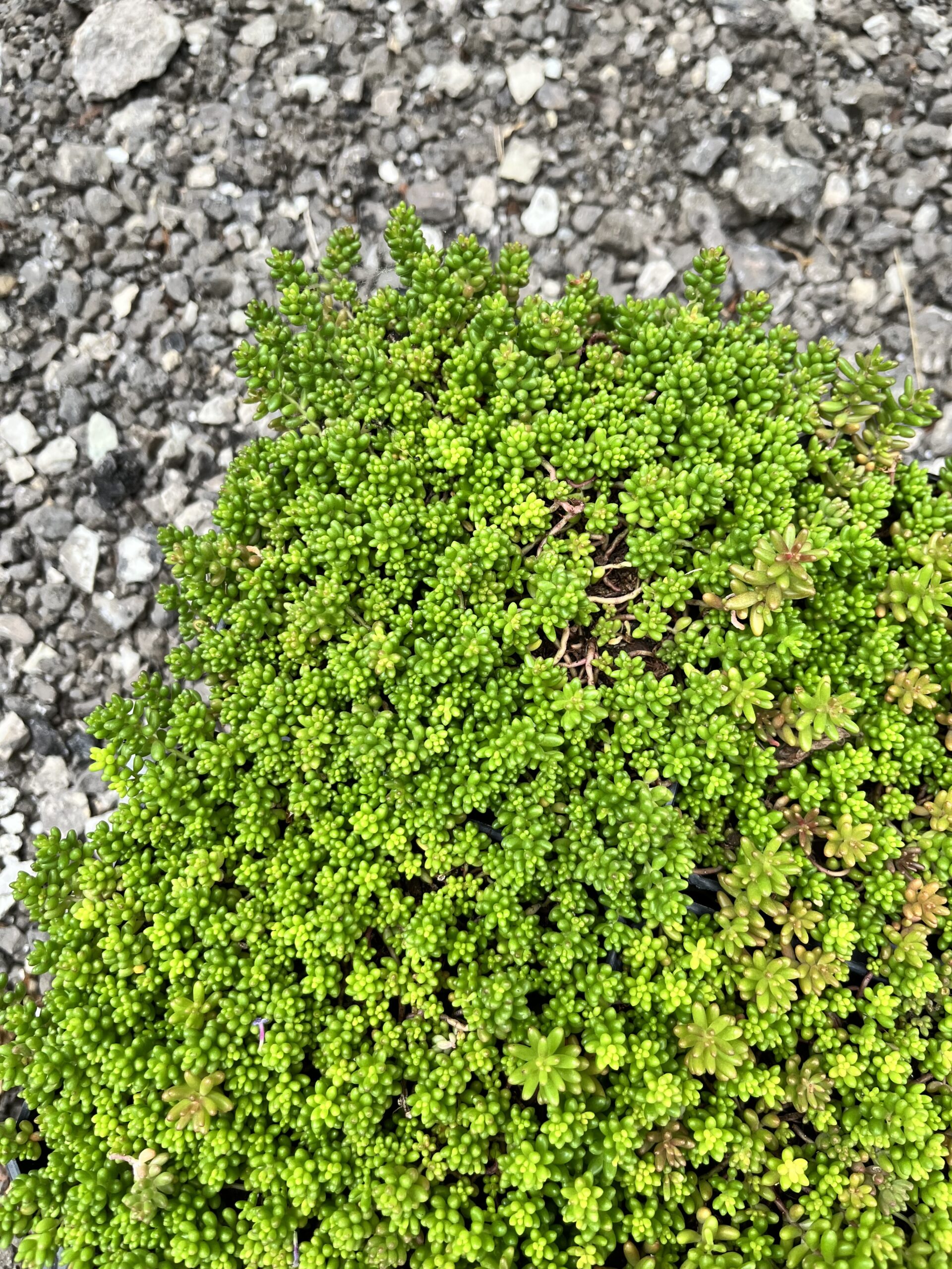 ‘Nerds’ sedum (credit: Amanda Thomsen)