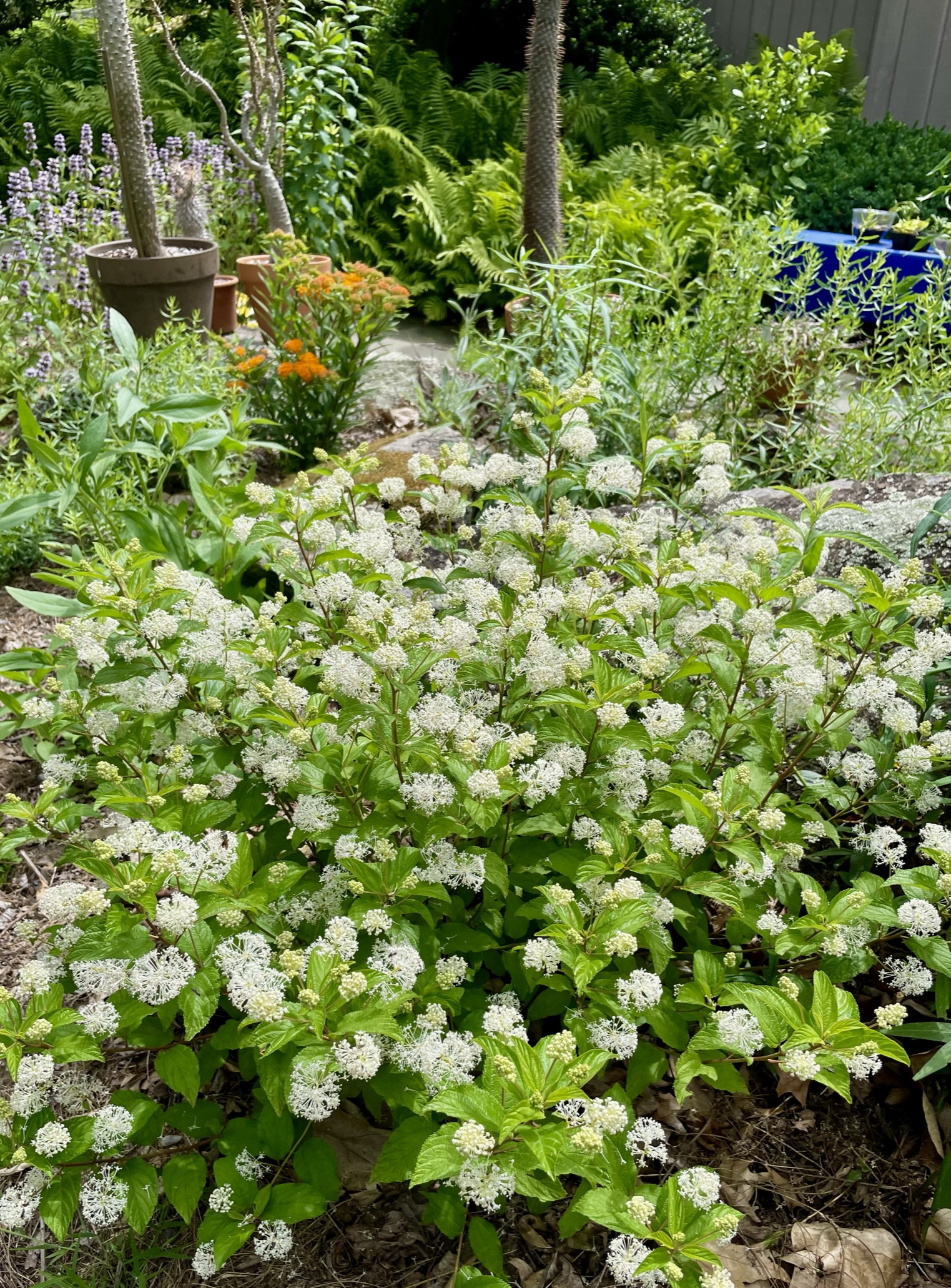 new jersey tea hedge
