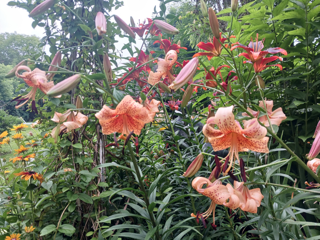 close up of lots of pink and red lilies