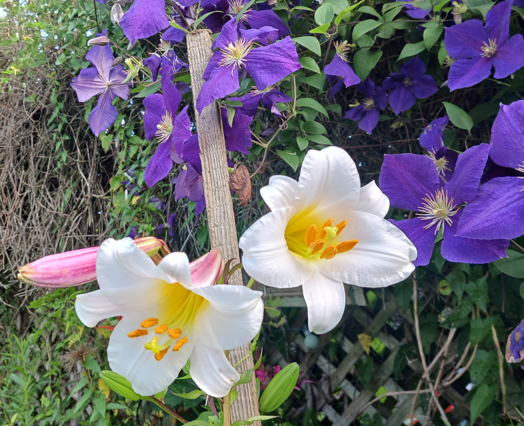 close up of white lily and purple clematis