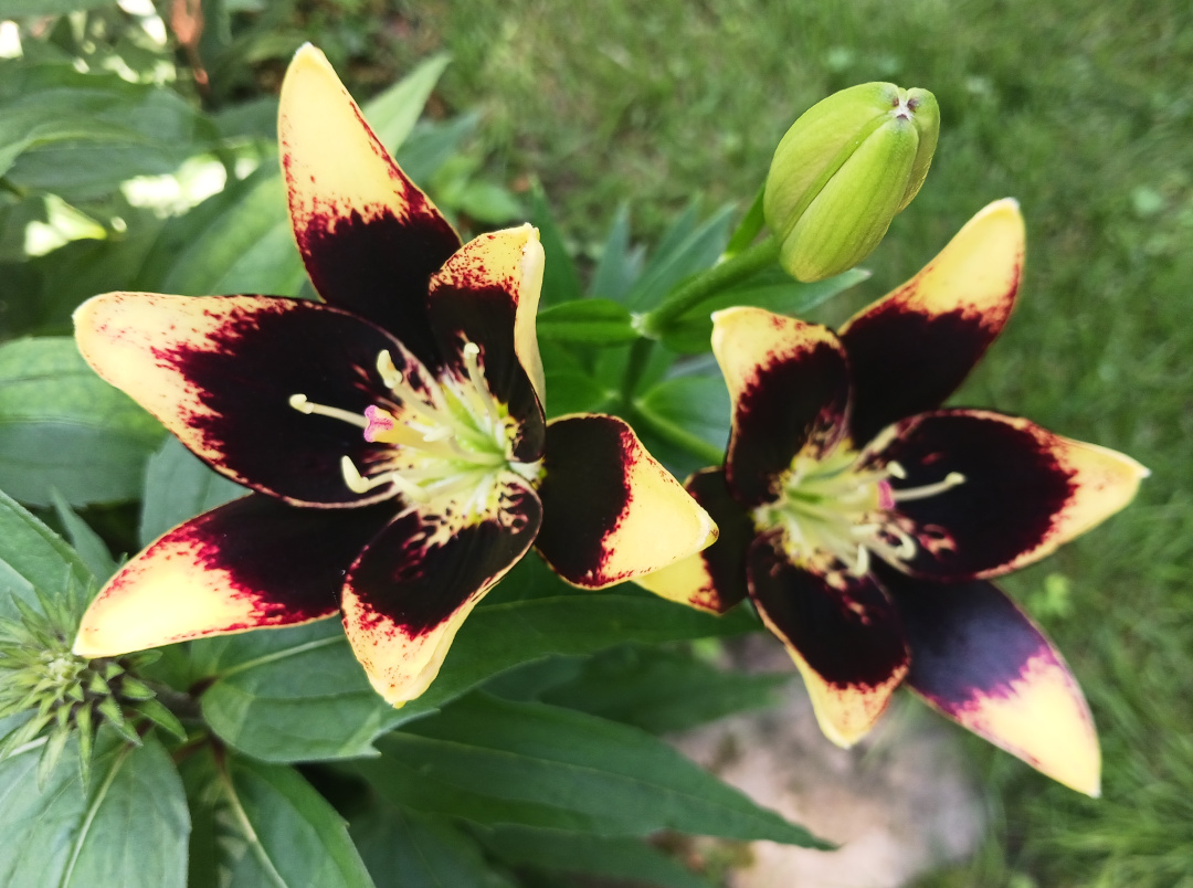 close up of two asiatic lilies