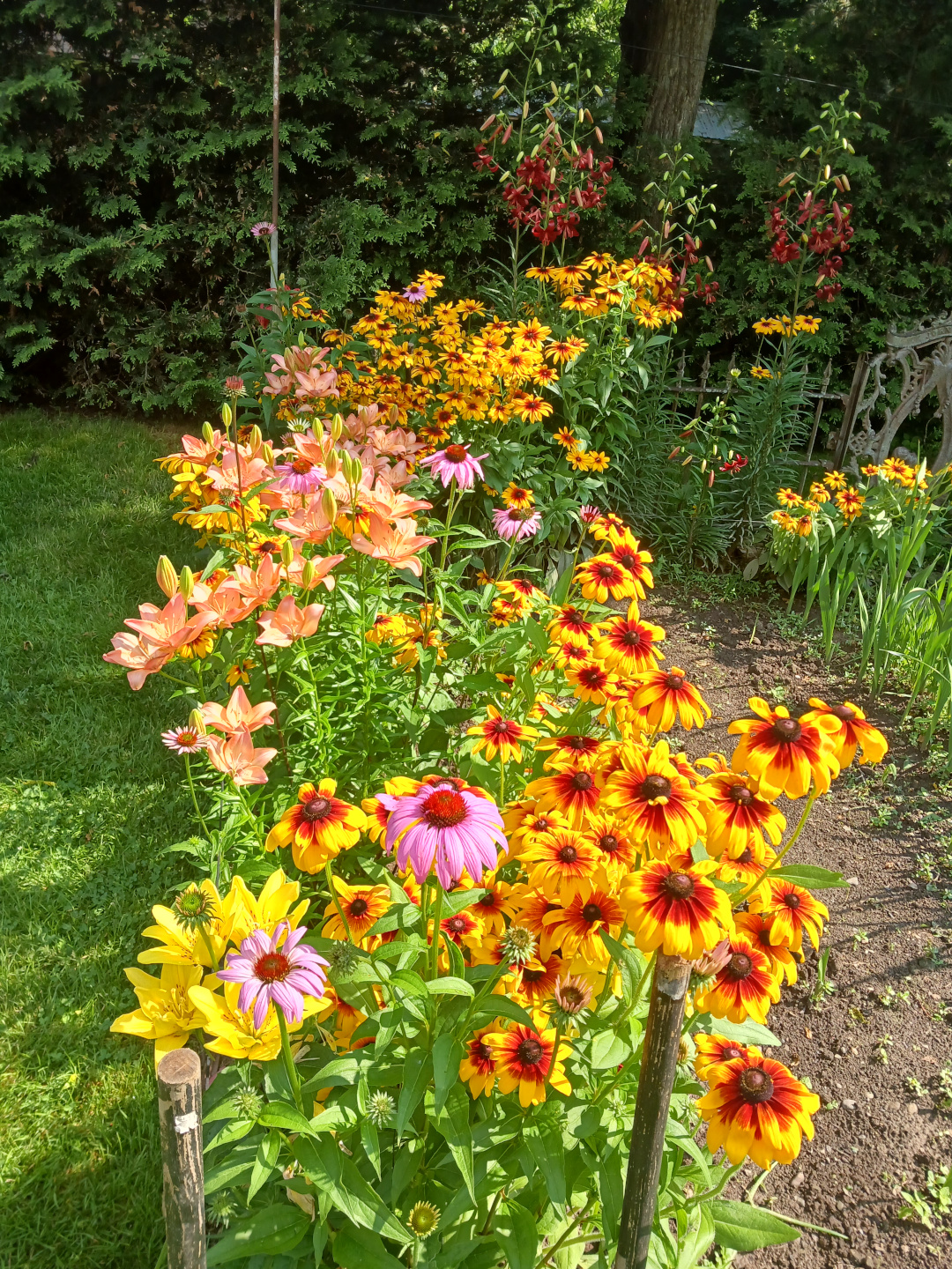 bright yellow and pink flowers in the garden