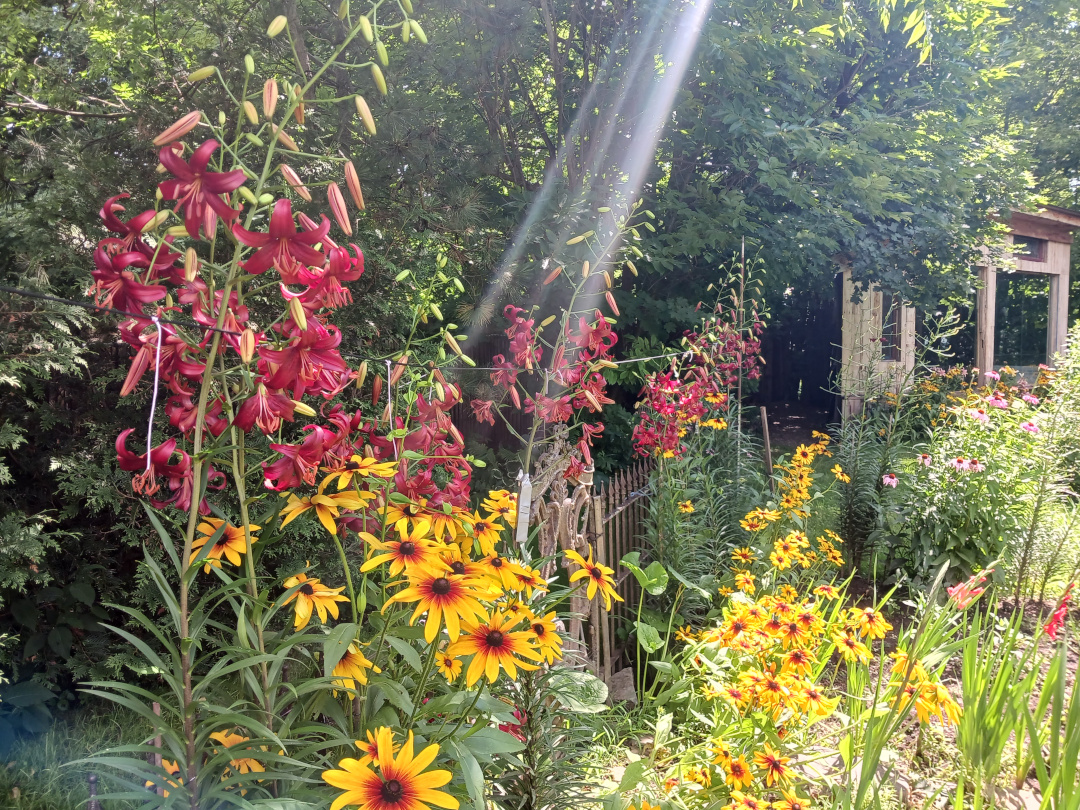 deep pink lilies towering over yellow flowers