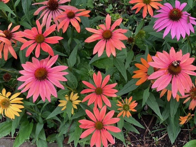 mix of various colored coneflowers